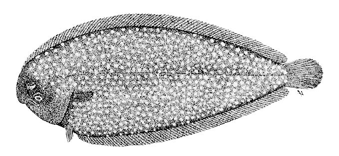 Bathysolea profundicola_01.jpg